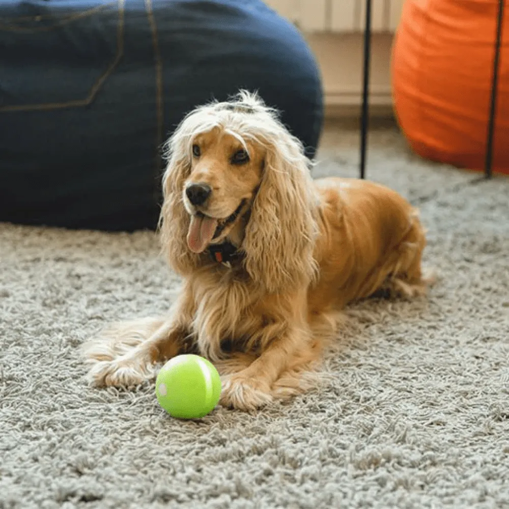 Cheerble Wicked Ball Interactive Toy for Dogs (Yellow) | For Medium Chewers