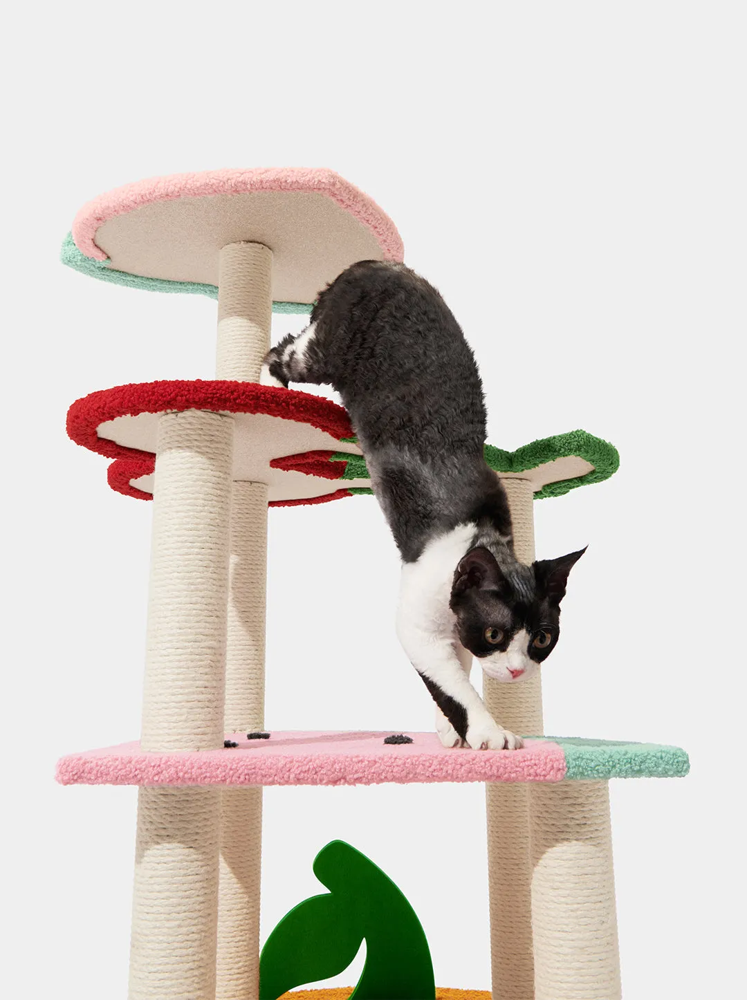 Fruit Frenzy Cat Climber