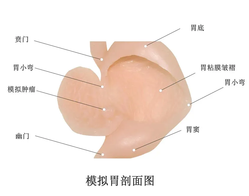 Gastroscopic surgery training model High simulation simulated stomach model ercp Gastroscope training