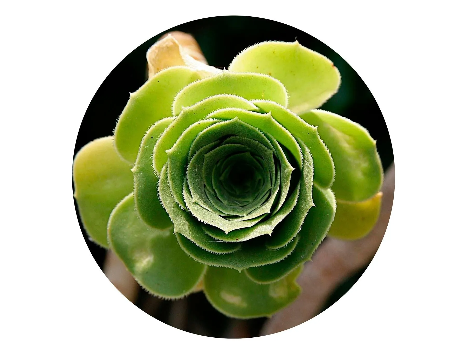 Succulent Circular Impuzzible 400 Piece Jigsaw Puzzle