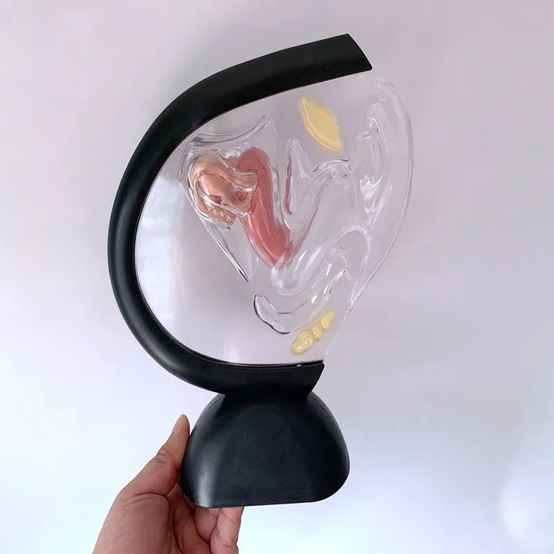 Transparent Uterus Model Visible Human Vagina Anatomical Model Female Reproductive Organ Model for Medical Educational Training