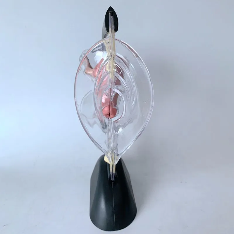 Transparent Uterus Model Visible Human Vagina Anatomical Model Female Reproductive Organ Model for Medical Educational Training