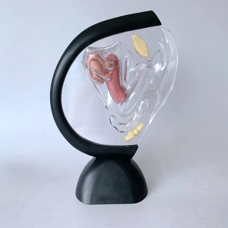 Transparent Uterus Model Visible Human Vagina Anatomical Model Female Reproductive Organ Model for Medical Educational Training